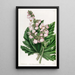 Bégonia à feuilles de panais - Sydenham Edwards — ingelijst kunstwerk aan de muur