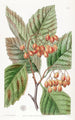 Epine à feuilles de poirier - Sydenham Edwards — weergave van het kunstwerk