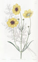 Coréopsis des teinturiers vivace - Sydenham Edwards — weergave van het kunstwerk