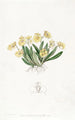Oncidium pygmée - Sydenham Edwards — weergave van het kunstwerk