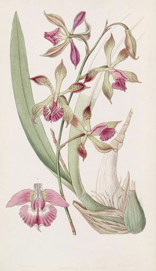 Sydenham Edwards - Plaitedlipped Epidendrum.webp