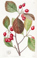 Epine à feuilles de prunier - Sydenham Edwards — weergave van het kunstwerk