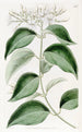 Jasmin à feuilles pointues - Sydenham Edwards — weergave van het kunstwerk