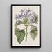 Hindsia blauw porselein - Sydenham Edwards — ingelijst kunstwerk aan de muur