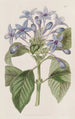 Hindsia blauw porselein - Sydenham Edwards — weergave van het kunstwerk
