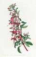 Fuchsia de Port Famine - Sydenham Edwards — weergave van het kunstwerk