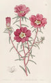 Portulaca splendide - Sydenham Edwards — weergave van het kunstwerk
