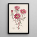 Portulaca splendide - Sydenham Edwards — ingelijst kunstwerk aan de muur