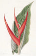 Heliconia poudrée - Sydenham Edwards — weergave van het kunstwerk