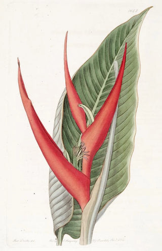 Sydenham Edwards - Powdered Heliconia.webp