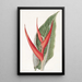 Heliconia poudrée - Sydenham Edwards — ingelijst kunstwerk aan de muur