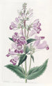 Pentstemon joli - Sydenham Edwards — weergave van het kunstwerk