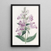 Pentstemon joli - Sydenham Edwards — ingelijst kunstwerk aan de muur