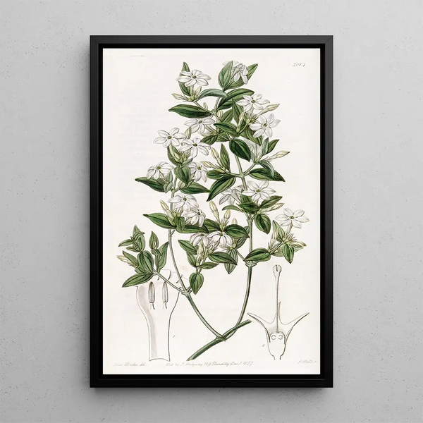 Sydenham Edwards - Privetleaved Jasmine.webp