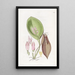 Pleurothallis prolifère - Sydenham Edwards — ingelijst kunstwerk aan de muur