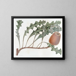Banksia prostrée - Sydenham Edwards — ingelijst kunstwerk aan de muur