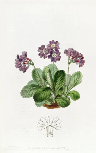 Sydenham Edwards - Purple Auricula.webp