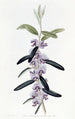 Hovea pourpre - Sydenham Edwards — weergave van het kunstwerk