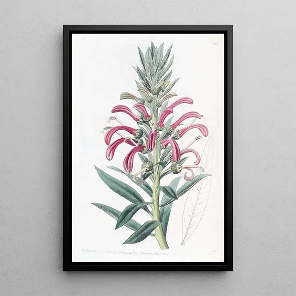Sydenham Edwards - Purple Lobelia.webp