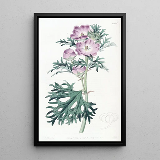 Sydenham Edwards - Purple Mallow.webp