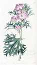 Mauve pourpre - Sydenham Edwards — weergave van het kunstwerk