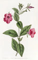 Pétunia pourpre - Sydenham Edwards — weergave van het kunstwerk