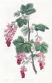 Groseillier à fleurs pourpres - Sydenham Edwards — weergave van het kunstwerk