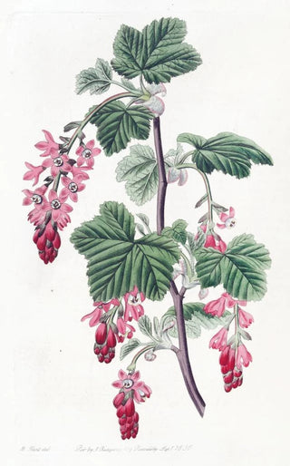 Sydenham Edwards - Purpleflowered Currant.webp