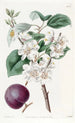 Abricot à fruits pourpres - Sydenham Edwards — weergave van het kunstwerk