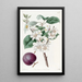 Abricot à fruits pourpres - Sydenham Edwards — ingelijst kunstwerk aan de muur