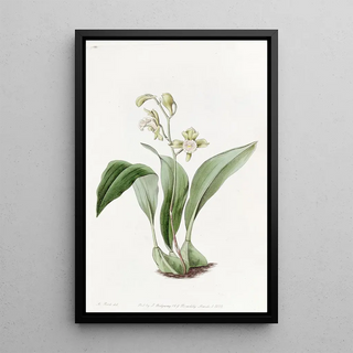 Sydenham Edwards - Racemeflowered Maxillaria.webp