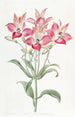 Alstromeria à fleurs tachetées de rouge - Sydenham Edwards — weergave van het kunstwerk