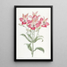 Alstromeria à fleurs tachetées de rouge - Sydenham Edwards — ingelijst kunstwerk aan de muur
