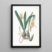 Cymbidium à bord rouge - Sydenham Edwards — ingelijst kunstwerk aan de muur