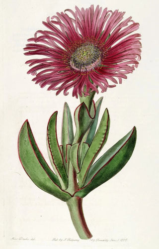 Sydenham Edwards - Rededged Fig Marigold.webp