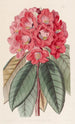 Rhododendron Rollissonii - Sydenham Edwards — weergave van het kunstwerk