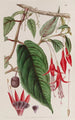 Fuchsia enraciné - Sydenham Edwards — weergave van het kunstwerk
