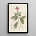 Barnadésie rose - Sydenham Edwards — ingelijst kunstwerk aan de muur