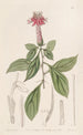 Barnadésie rose - Sydenham Edwards — weergave van het kunstwerk