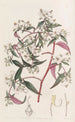 Centradénie rose - Sydenham Edwards — weergave van het kunstwerk