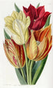 Tulipe à tige rugueuse - Sydenham Edwards — weergave van het kunstwerk