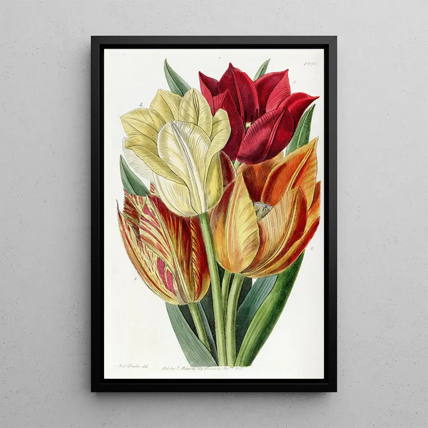 Sydenham Edwards - Roughstemmed Tulip.webp