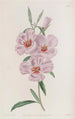 Godetia rougeâtre - Sydenham Edwards — weergave van het kunstwerk