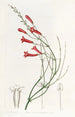 Russelia jonciforme - Sydenham Edwards — weergave van het kunstwerk