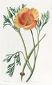 Eschscholtzia kleur saffraan - Sydenham Edwards — weergave van het kunstwerk