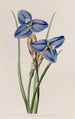 Patersonia saphir - Sydenham Edwards — weergave van het kunstwerk