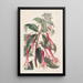 Fuchsia à feuilles dentées - Sydenham Edwards — ingelijst kunstwerk aan de muur
