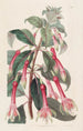 Fuchsia à feuilles dentées - Sydenham Edwards — weergave van het kunstwerk
