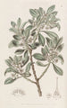 Myoporum à feuilles dentées - Sydenham Edwards — weergave van het kunstwerk