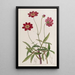 Cosmos à fleurs de scabieuse - Sydenham Edwards — ingelijst kunstwerk aan de muur